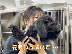 ドッグパークルームの生徒とモデル犬♪